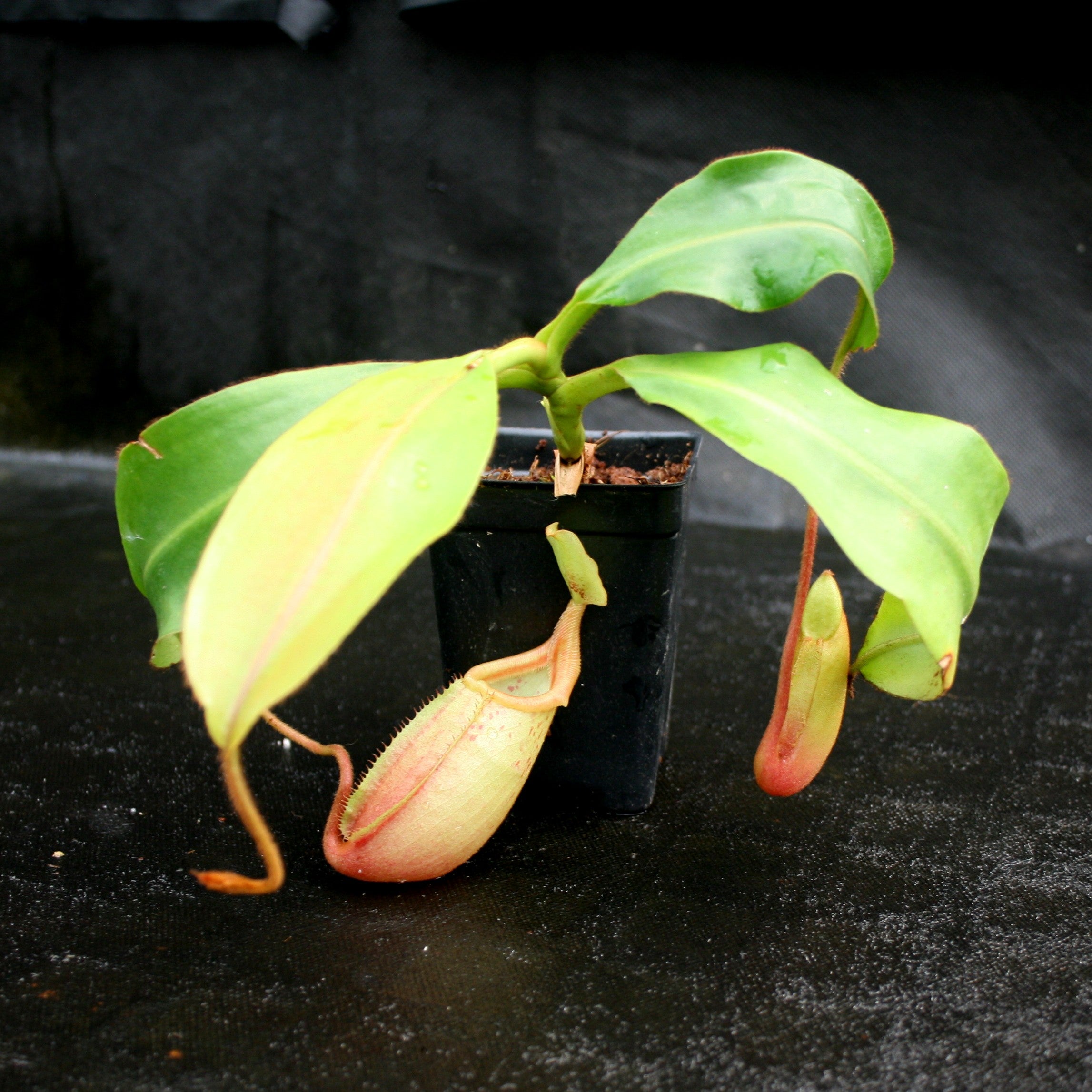 Nepenthes veitchii x mira BE-3696 – Carnivero