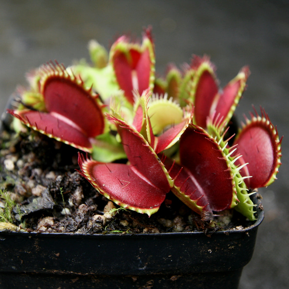 
                      
                        Venus Flytrap - Dionaea muscipula Bimbo
                      
                    