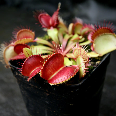 Venus flytrap Dingley Giant in a black pot with vivid red traps and spiky margins.