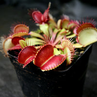 Dionaea muscipula 'Dingley Giant'