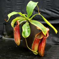 Nepenthes adrianii x [lowii x (northiana x veitchii)], CAR-0002