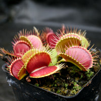 Venus Flytrap- Dionaea muscipula 'DCXL'
