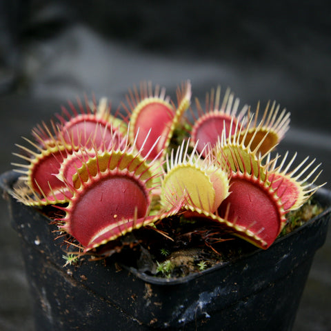 Venus flytrap DCXL in a black pot with red interior traps and pale yellow margins.