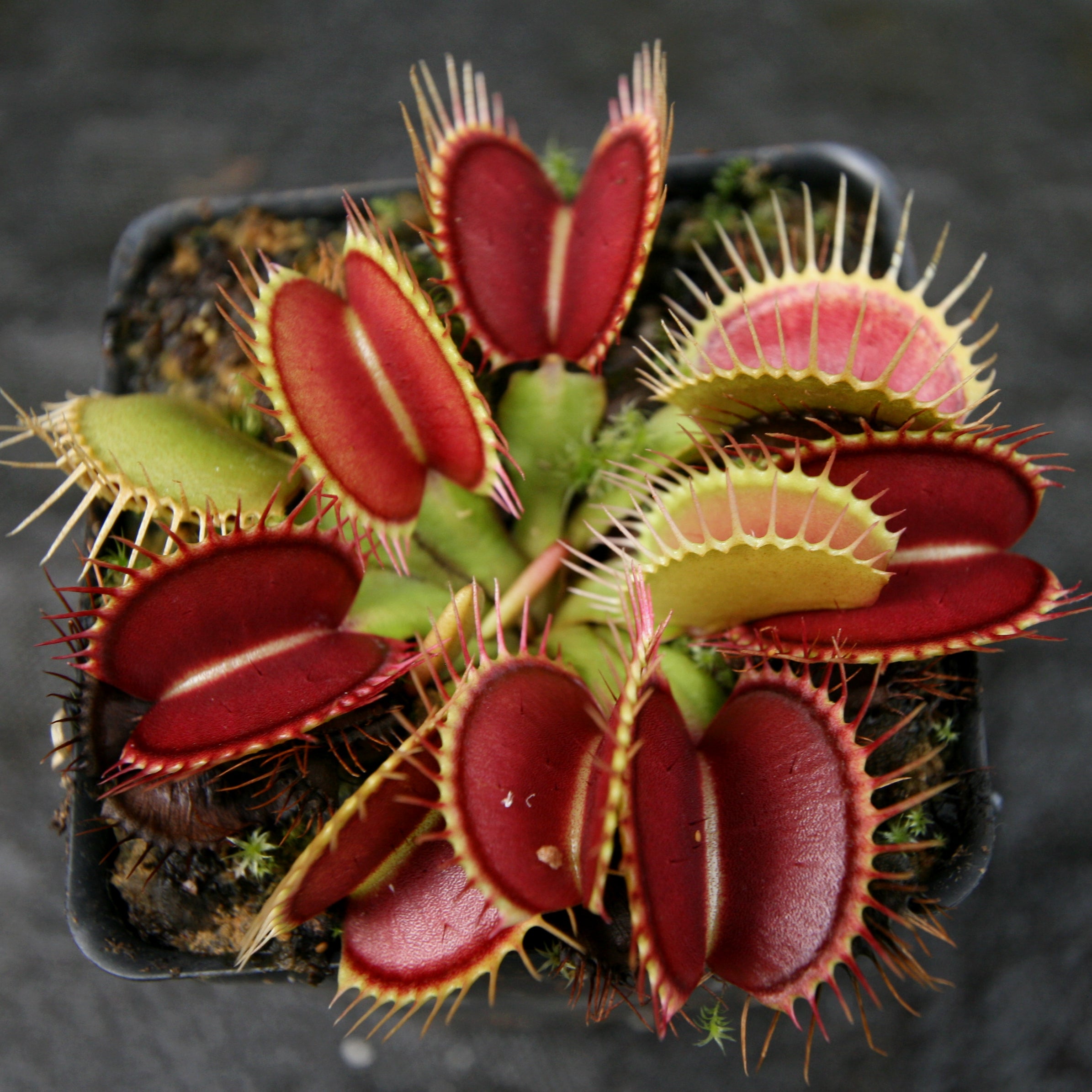 Venus Flytrap- Dionaea muscipula 'DCXL' – Carnivero