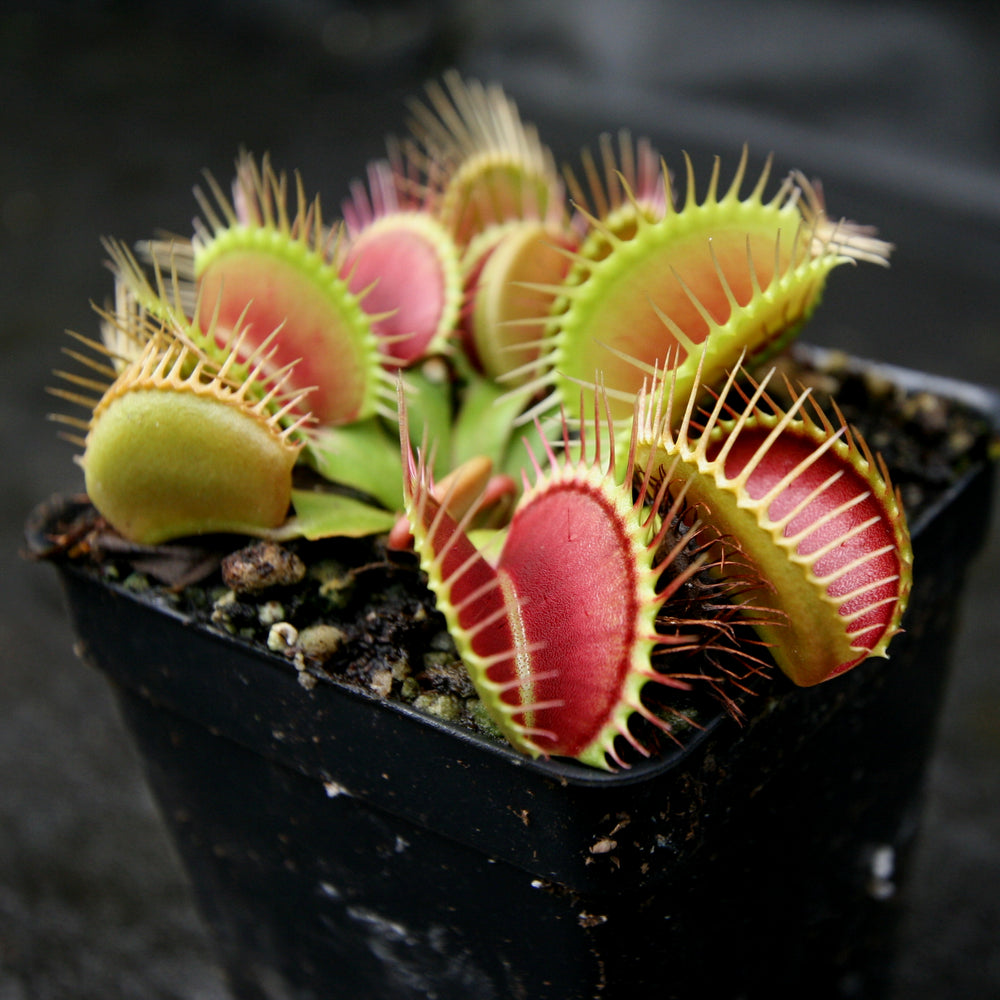 
                      
                        Venus Flytrap- Dionaea muscipula 'DCXL'
                      
                    