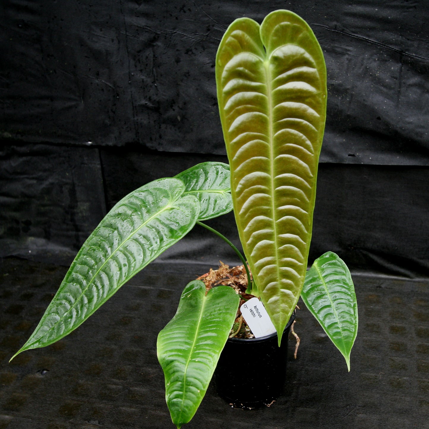 anthurium veitchii type Anthurium veitchii, King Anthurium – Carnivero