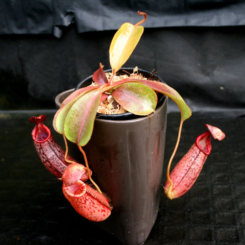 Nepenthes BE-3400 hybrid plant with pink-tinged leaves and red hanging pitchers around a brown pot