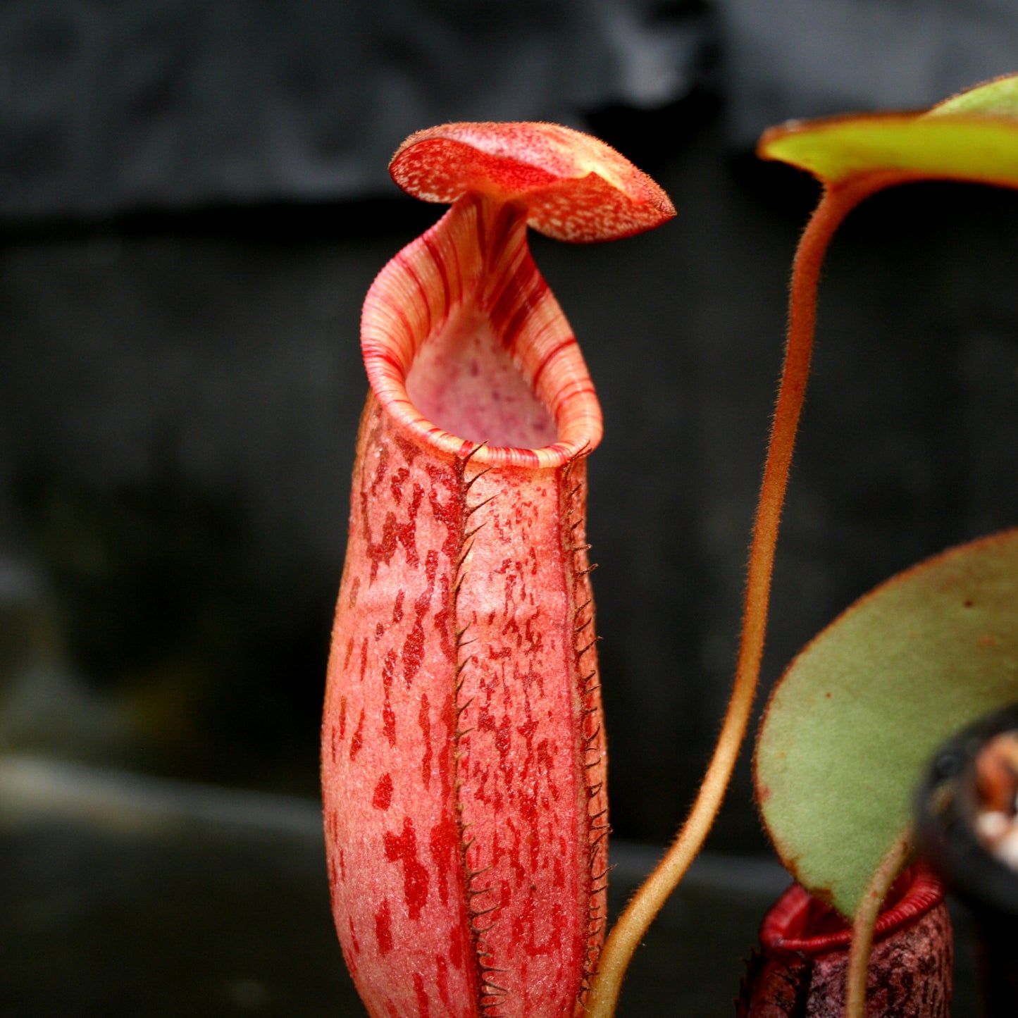 Nepenthes (veitchii x lowii) x spectabilis, BE-3400