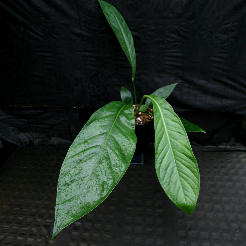 
                      
                        Anthurium cubense x pendulifolium (same cross as Big Bill)
                      
                    