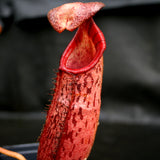 Nepenthes (veitchii x lowii) x spectabilis, BE-3400