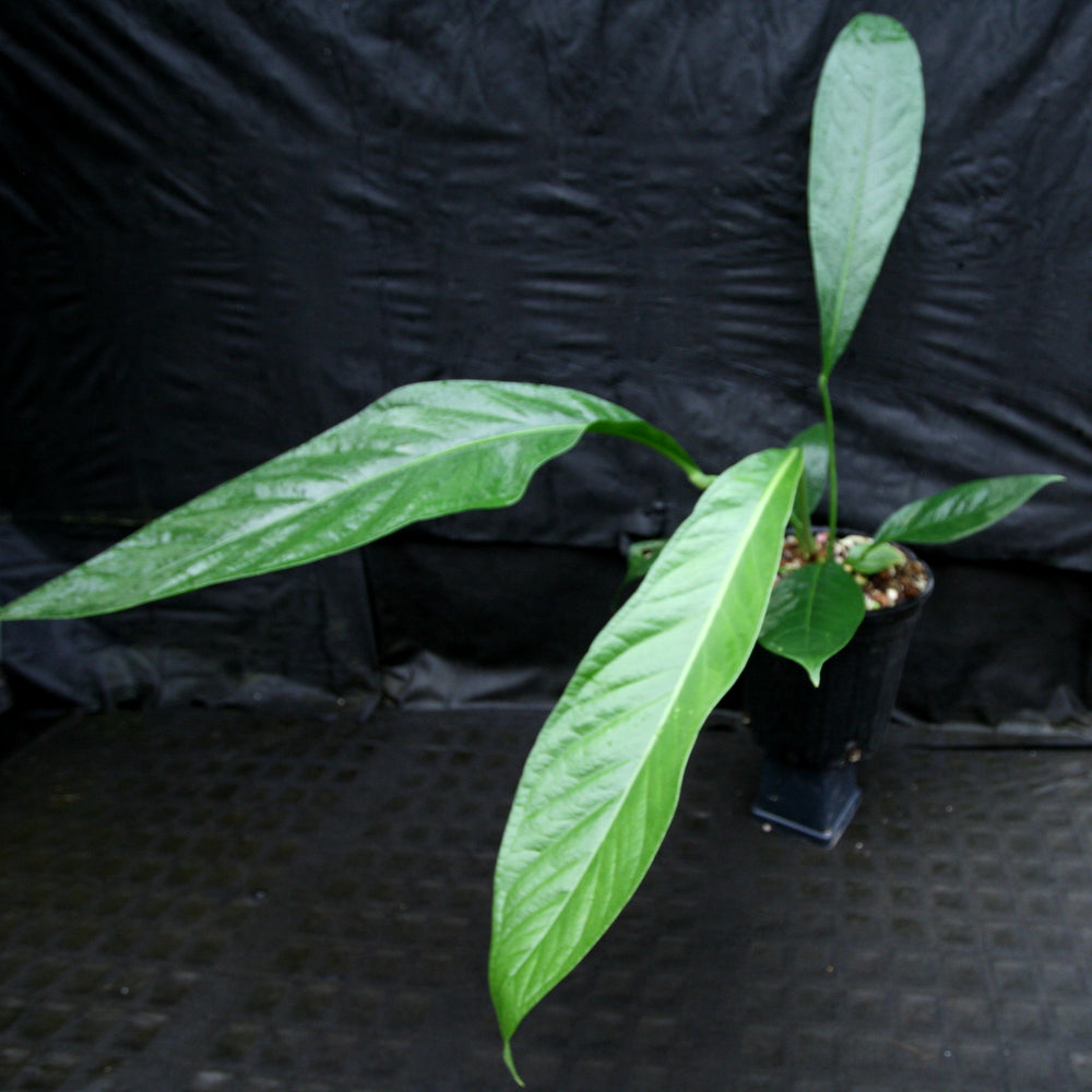 
                      
                        Anthurium cubense x pendulifolium (same cross as Big Bill)
                      
                    
