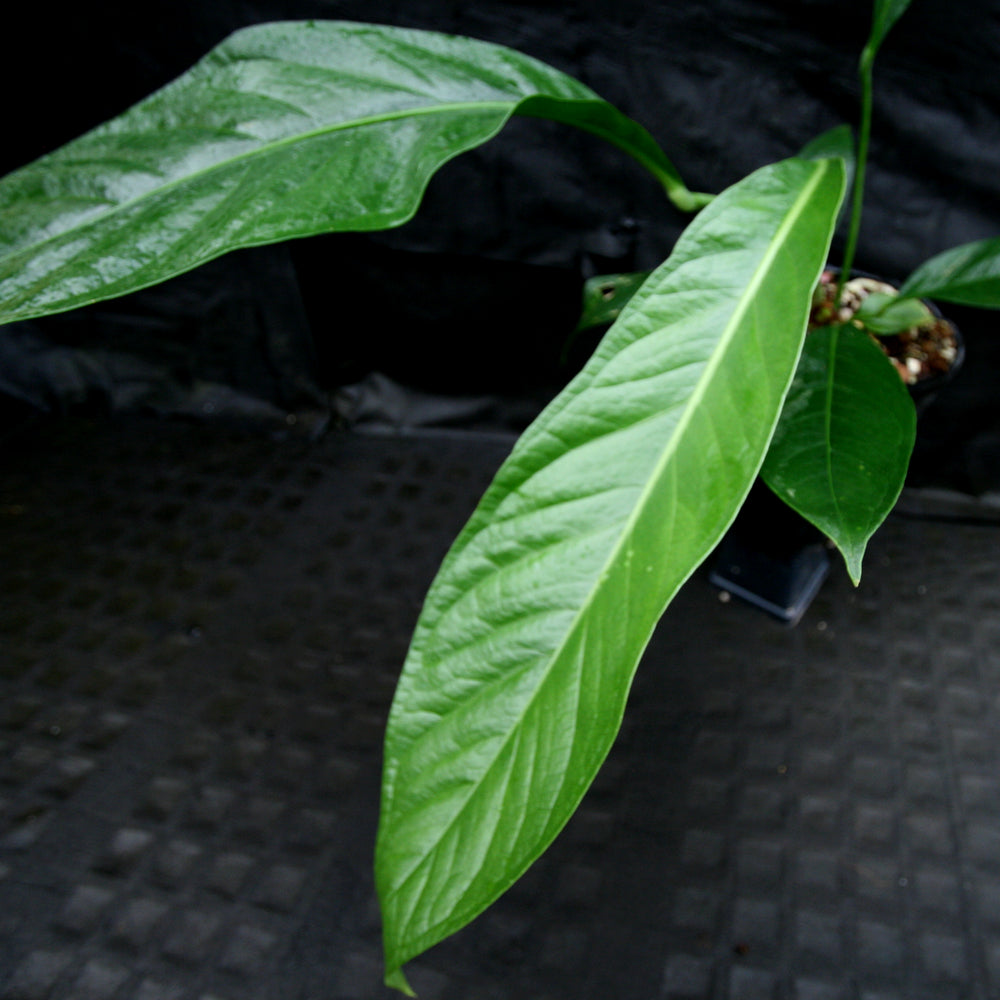 
                      
                        Anthurium cubense x pendulifolium (same cross as Big Bill)
                      
                    