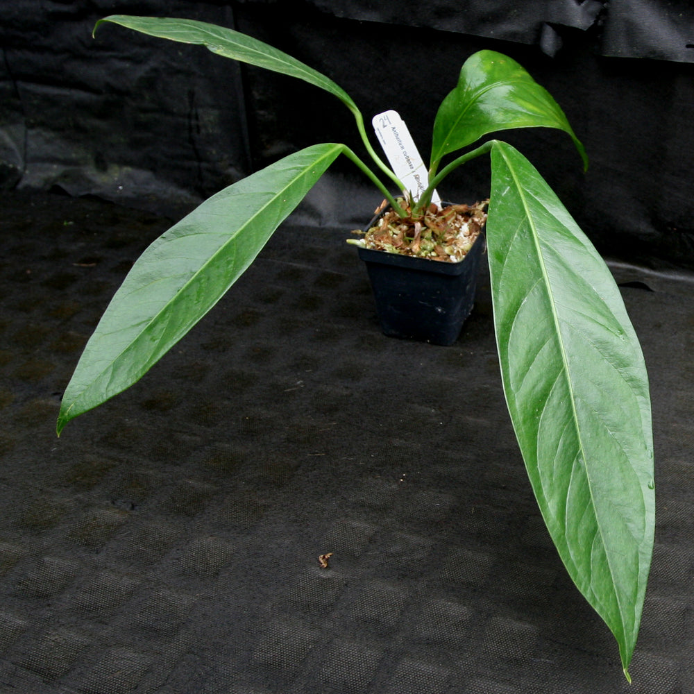 
                      
                        Anthurium cubense x pendulifolium (same cross as Big Bill)
                      
                    