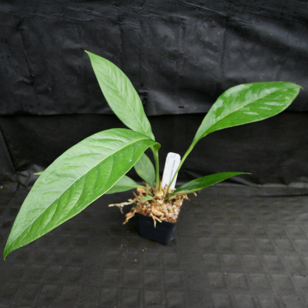 
                      
                        Anthurium cubense x pendulifolium (same cross as Big Bill)
                      
                    