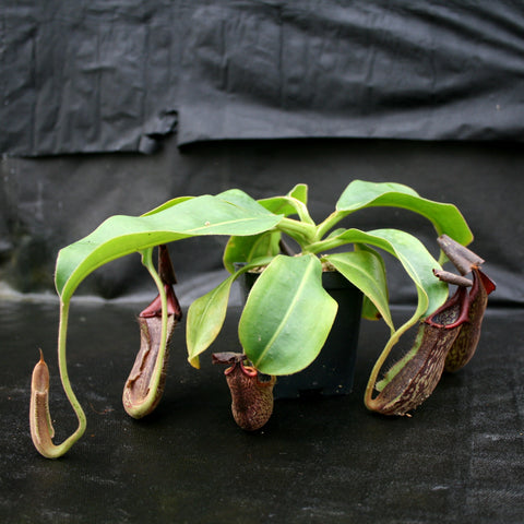 Nepenthes maxima Pieriensis white cultivar with green leaves and pale brown striped pitchers in a pot