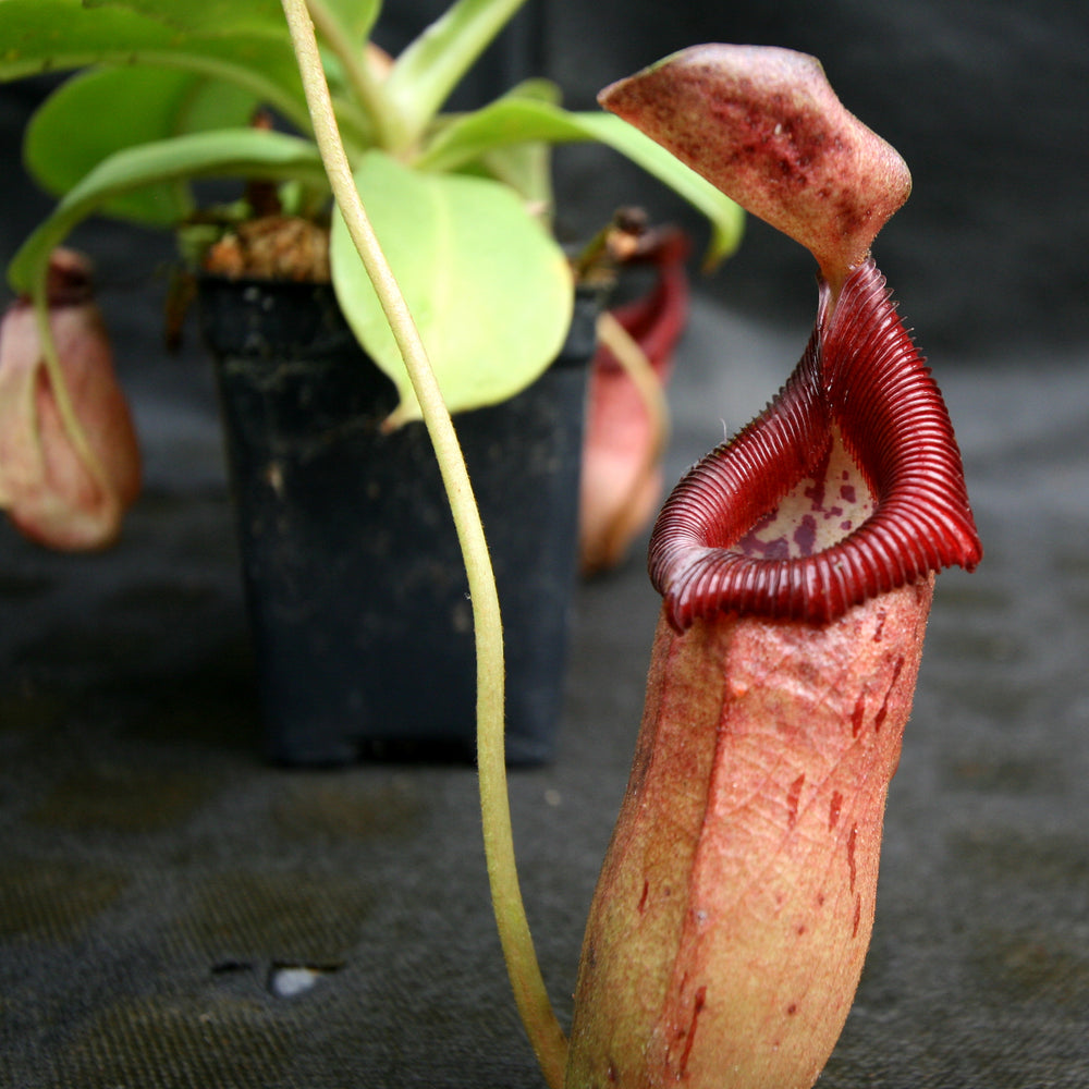 
                      
                        Nepenthes robcantleyi x (sibuyanensis x ventricosa), BE-3748
                      
                    