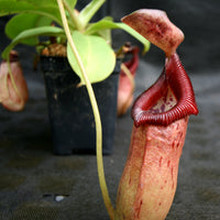 Nepenthes robcantleyi x (sibuyanensis x ventricosa), BE-3748