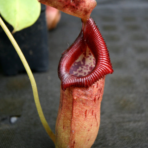 Close up of Nepenthes BE-3748 pitcher with a bright red ribbed peristome and speckled interior.