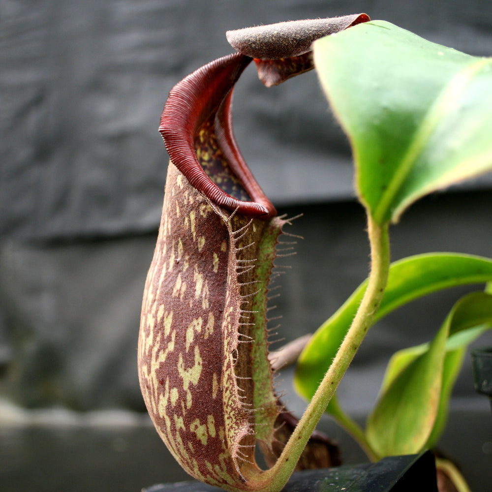 
                      
                        Nepenthes maxima "Pieriensis" x [(lowii x veitchii) x boschiana]-white, CAR-0050
                      
                    