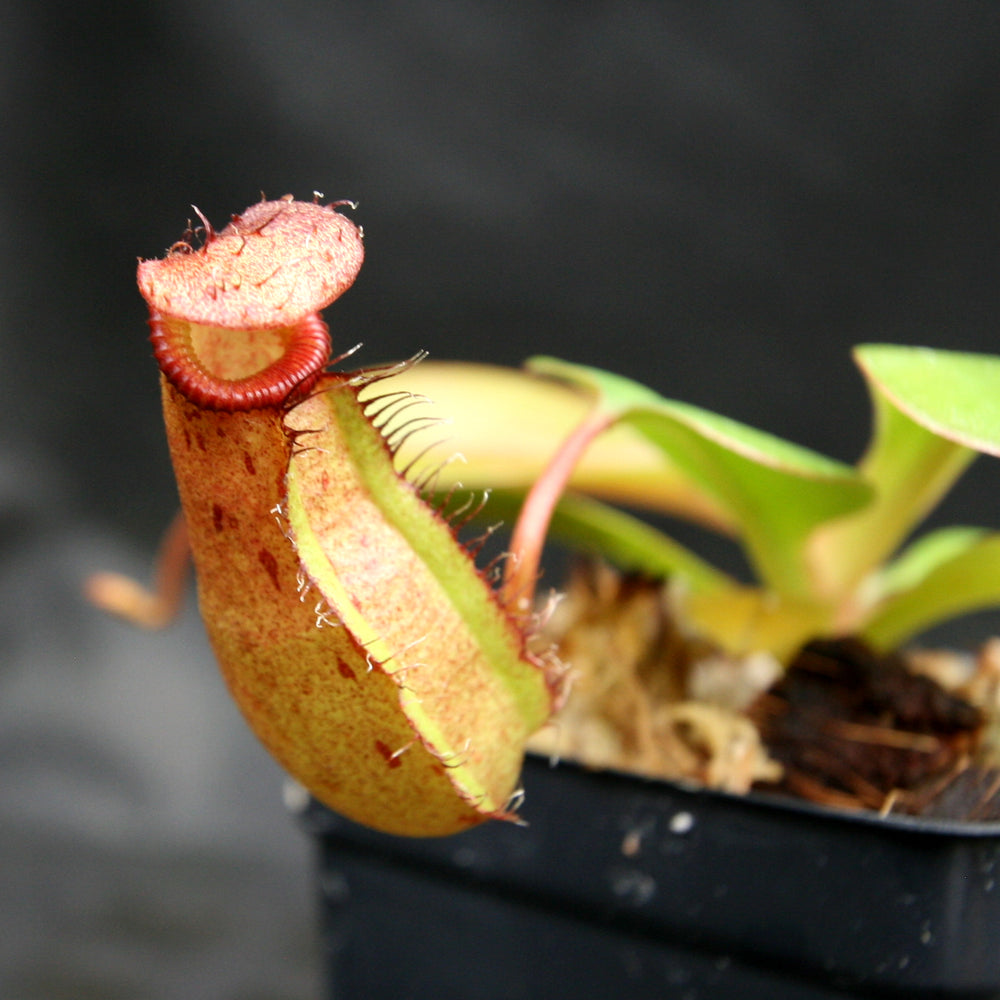
                      
                        Nepenthes robcantleyi x (sibuyanensis x ventricosa), BE-3748
                      
                    