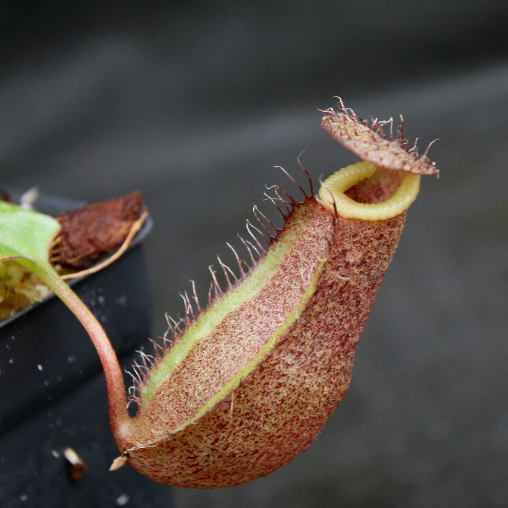 
                      
                        Nepenthes robcantleyi x (sibuyanensis x ventricosa), BE-3748
                      
                    