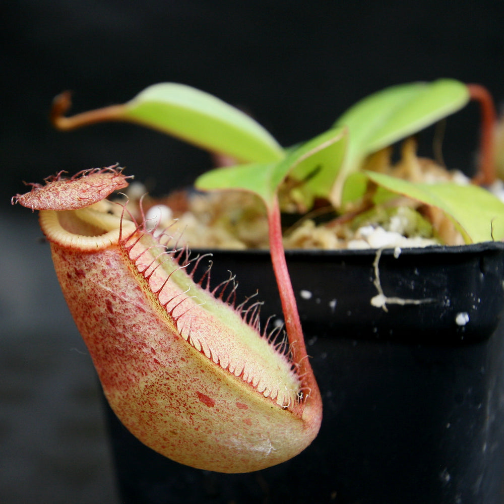 
                      
                        Nepenthes robcantleyi x (sibuyanensis x ventricosa), BE-3748
                      
                    