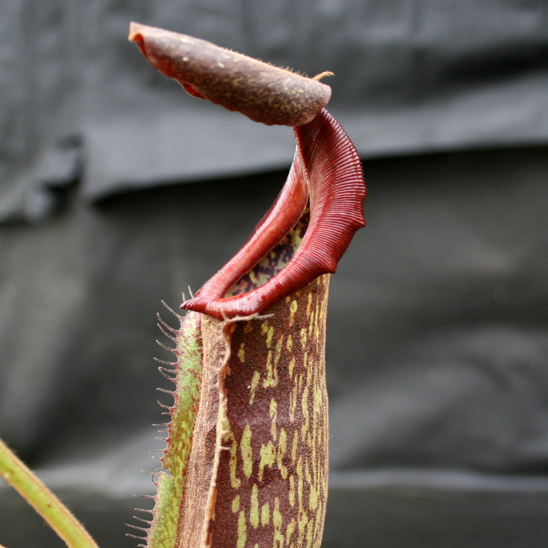 大幅値下◉ PAOLOVENINI AND HIS FURNACE Nepenthes maxima 