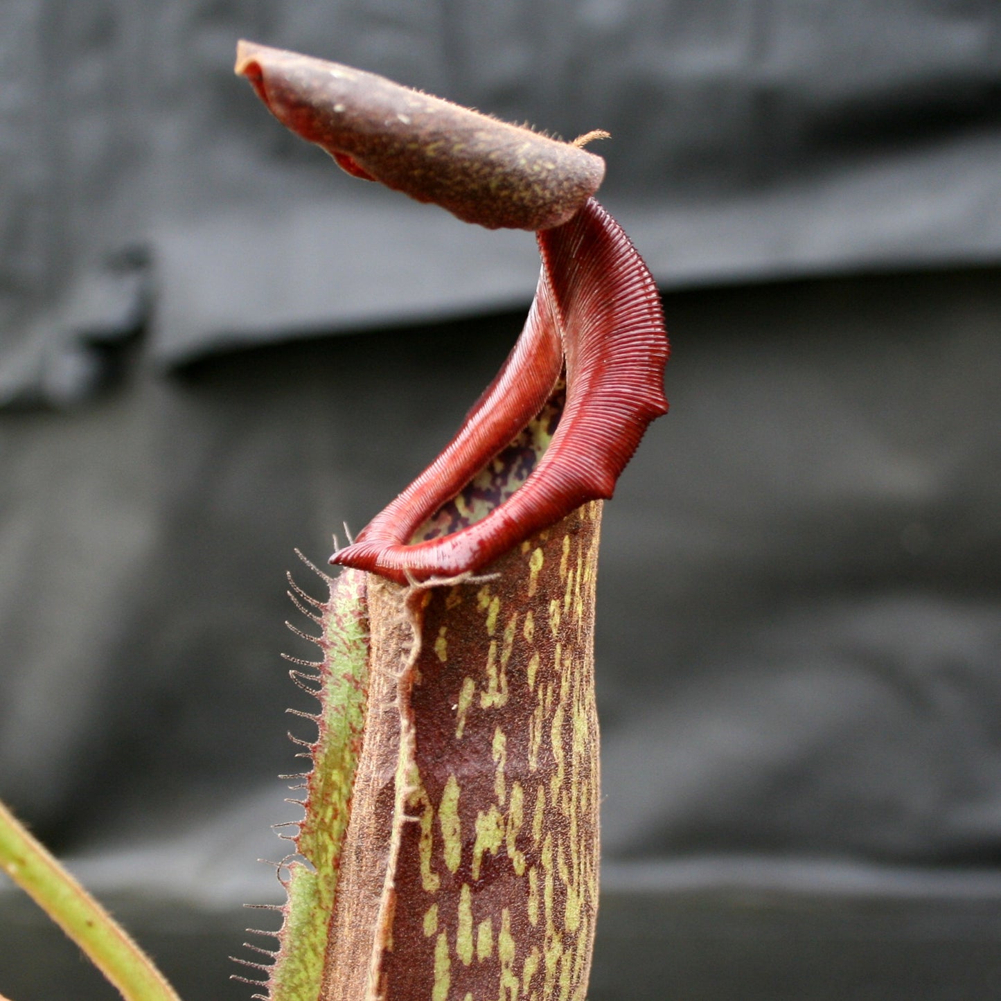 Nepenthes maxima "Pieriensis" x [(lowii x veitchii) x boschiana]-white, CAR-0050