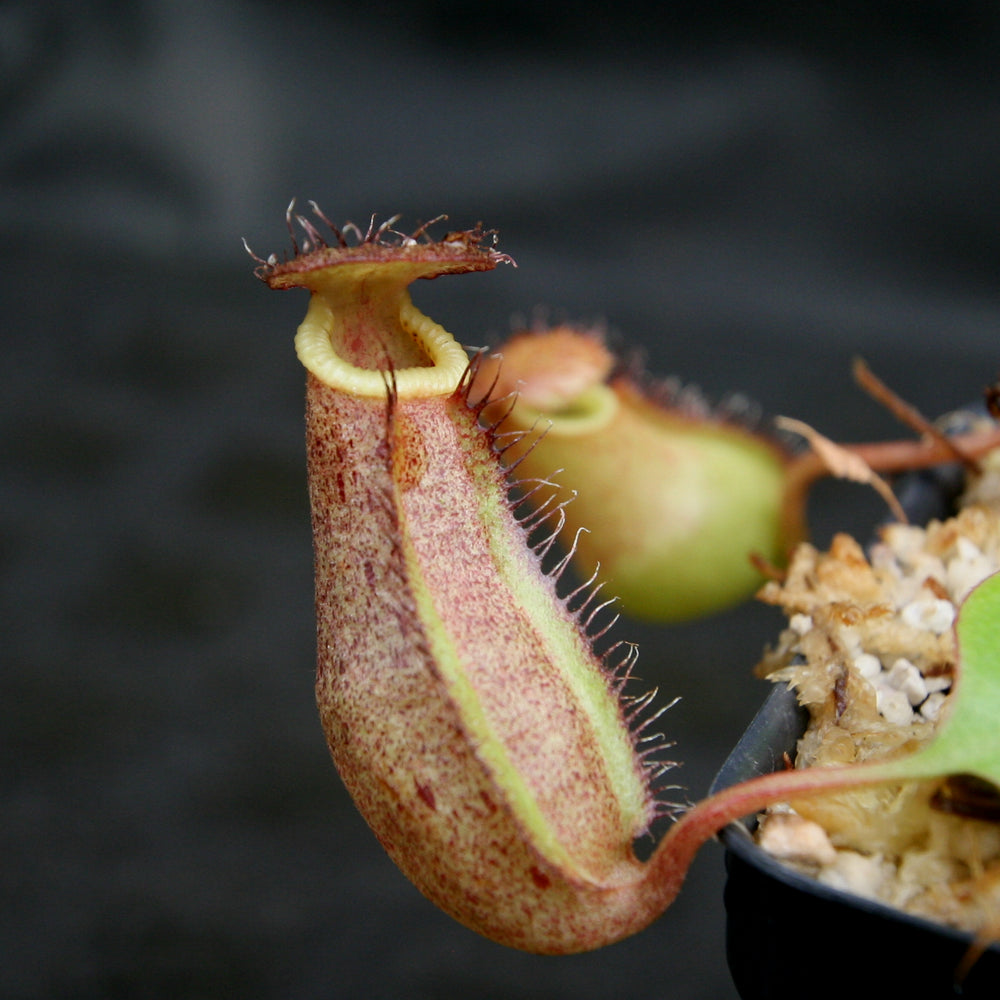 
                      
                        Nepenthes robcantleyi x (sibuyanensis x ventricosa), BE-3748
                      
                    
