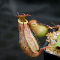Nepenthes robcantleyi x (sibuyanensis x ventricosa), BE-3748