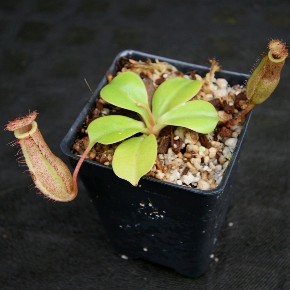 
                      
                        Nepenthes robcantleyi x (sibuyanensis x ventricosa), BE-3748
                      
                    