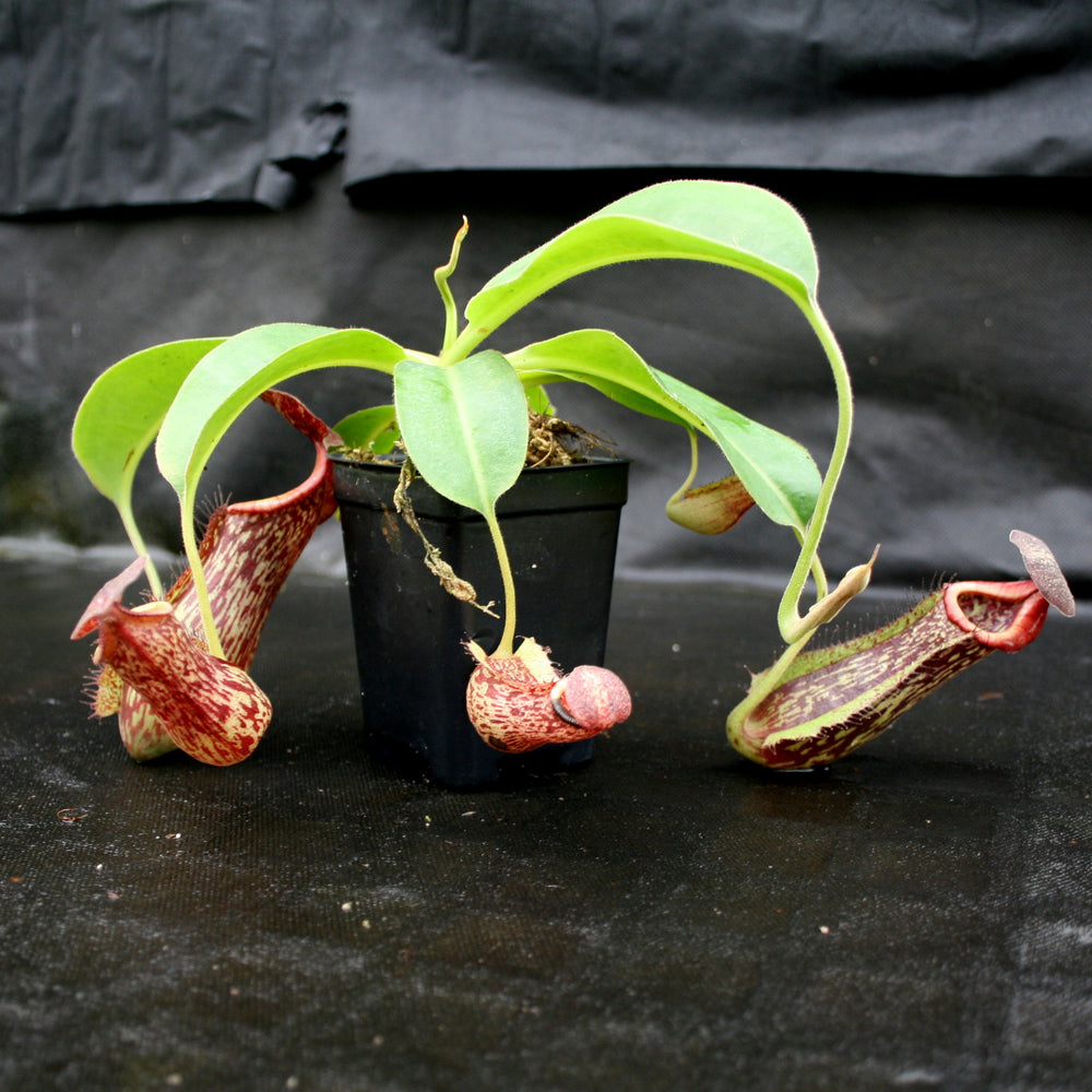 
                      
                        Nepenthes maxima "Pieriensis" x [(lowii x veitchii) x boschiana]-white, CAR-0050
                      
                    