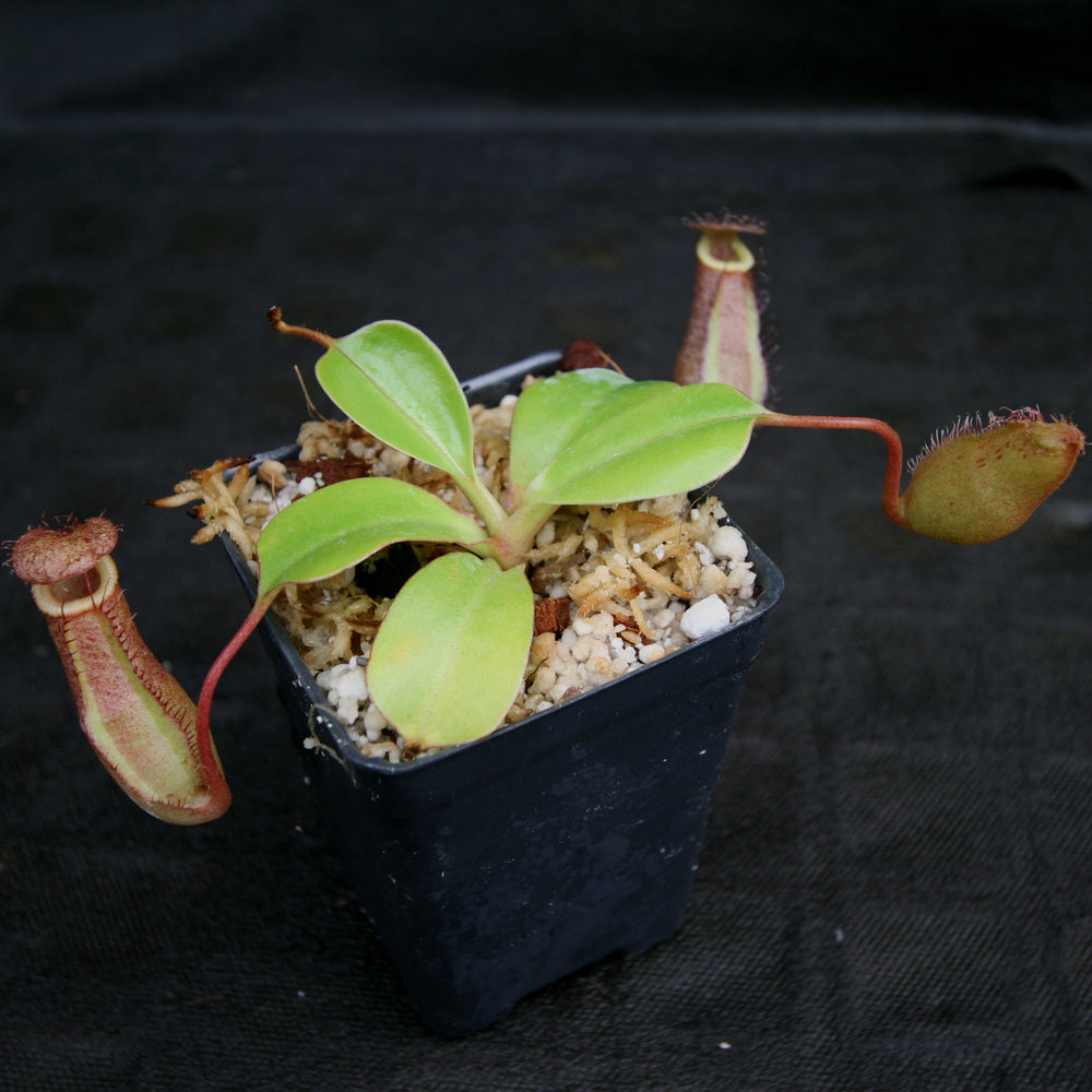 
                      
                        Nepenthes robcantleyi x (sibuyanensis x ventricosa), BE-3748
                      
                    
