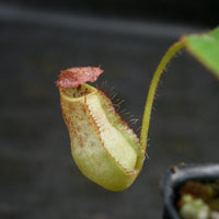 Nepenthes erucoides