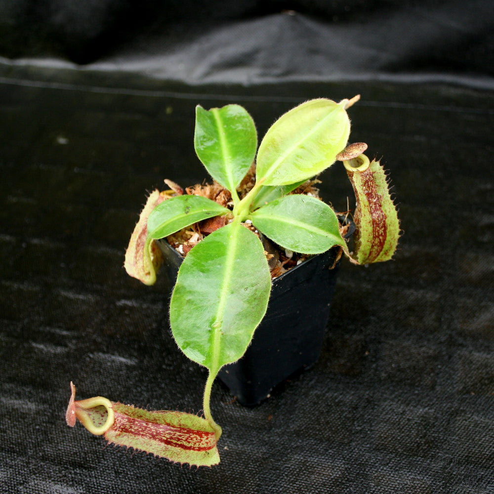 
                      
                        Nepenthes maxima "Pieriensis" x [(lowii x veitchii) x boschiana]-white, CAR-0050
                      
                    