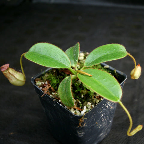 Nepenthes erucoides plant with green leaves in a small pot and a slender pitcher trailing along the side
