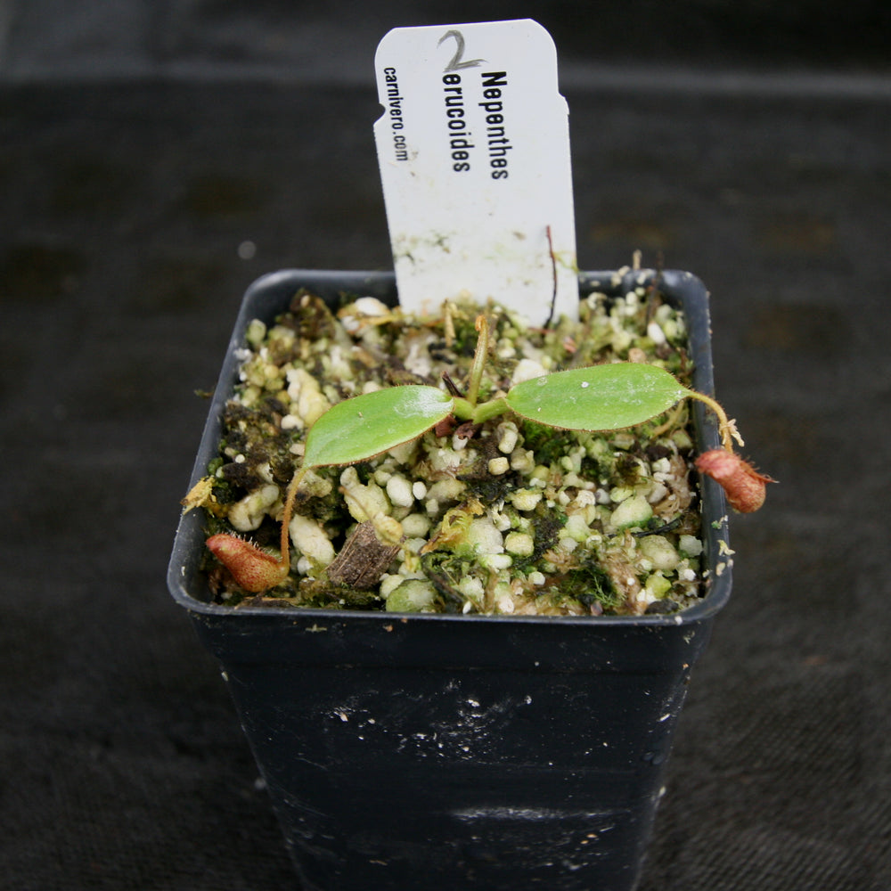 
                      
                        Nepenthes erucoides
                      
                    
