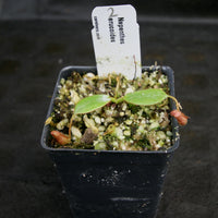 Nepenthes erucoides