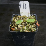 Nepenthes erucoides