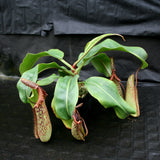 Nepenthes maxima "Pieriensis" x [(lowii x veitchii) x boschiana]-white, CAR-0050