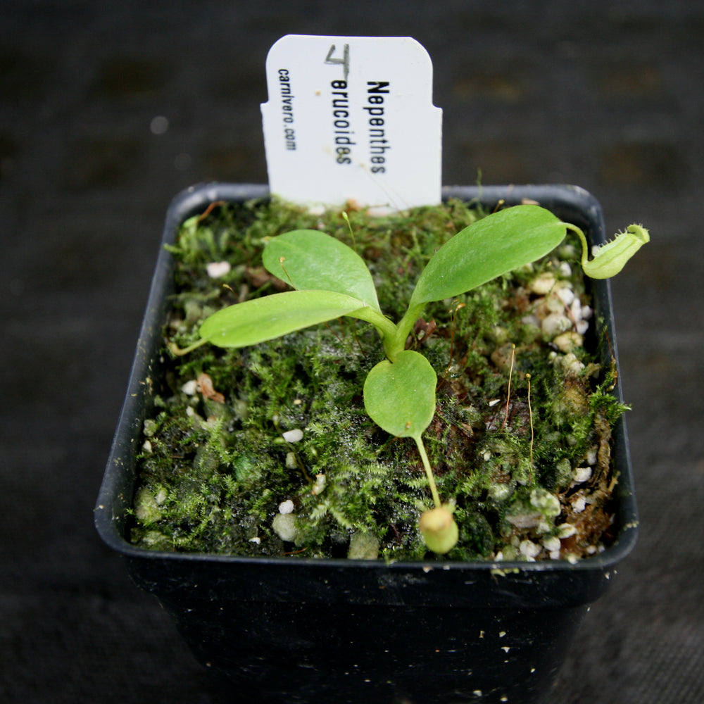 
                      
                        Nepenthes erucoides
                      
                    