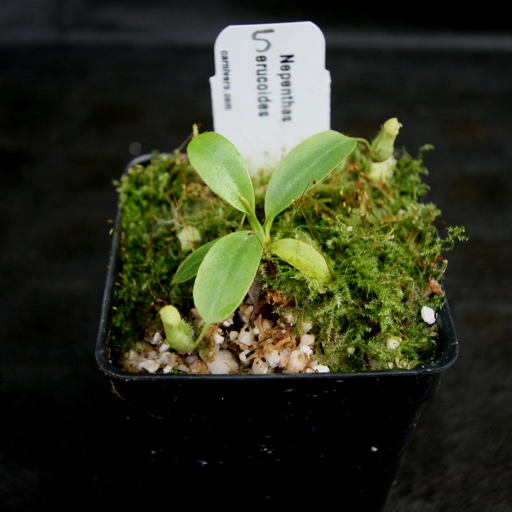 
                      
                        Nepenthes erucoides
                      
                    