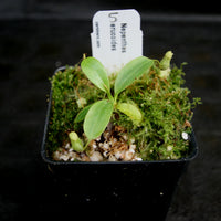 Nepenthes erucoides