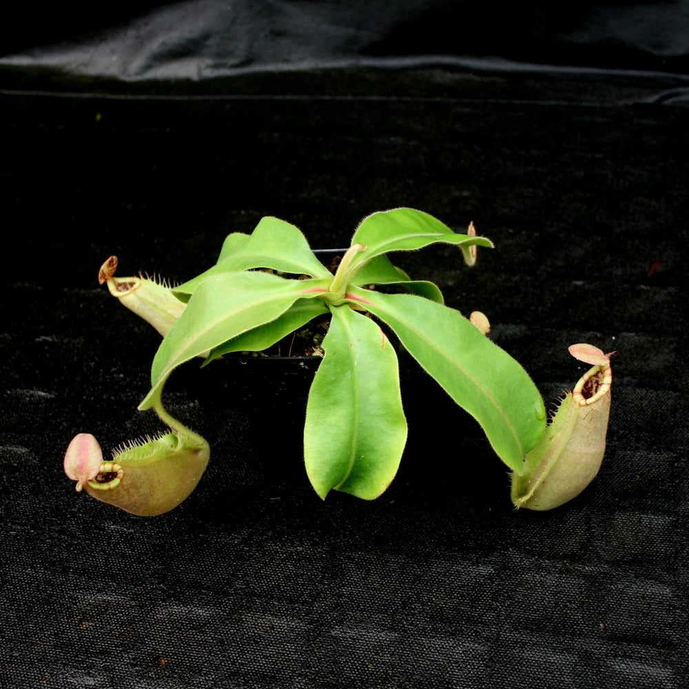 
                      
                        Nepenthes 'Splendid Diana' x veitchii "Pink Candy Cane", CAR-0032
                      
                    