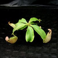 Nepenthes 'Splendid Diana' x veitchii "Pink Candy Cane", CAR-0032