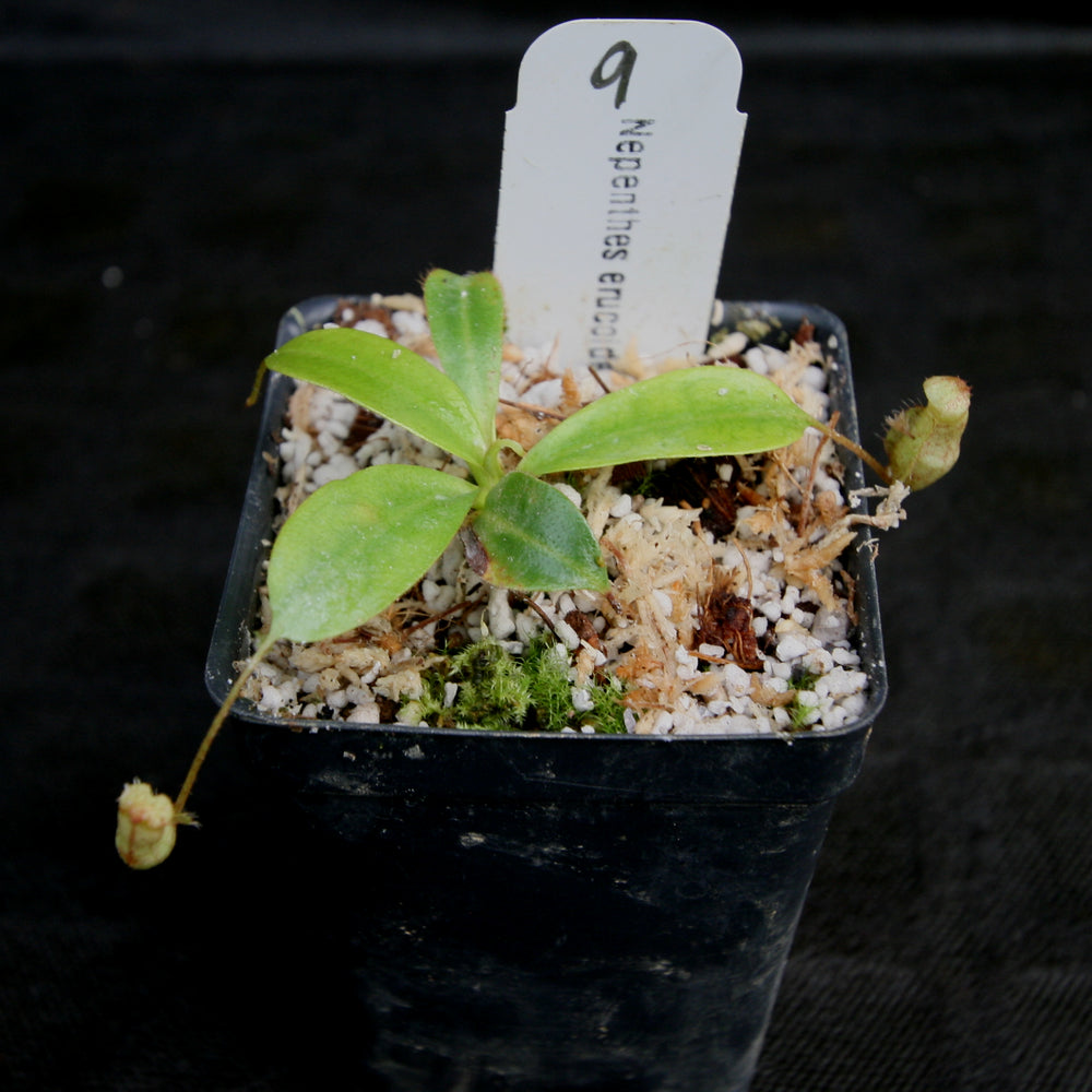 
                      
                        Nepenthes erucoides
                      
                    