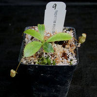 Nepenthes erucoides