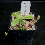 Nepenthes erucoides
