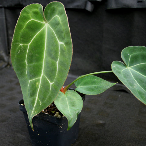 Anthurium crystallinum x forgetii CAR-0154 plant with large glossy green leaves and pale white venation.