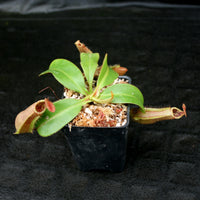 Nepenthes 'Splendid Diana' x veitchii "Pink Candy Cane", CAR-0032